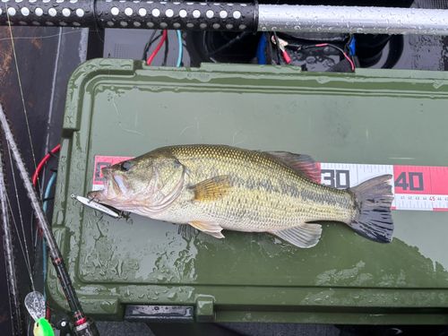 ラージマウスバスの釣果