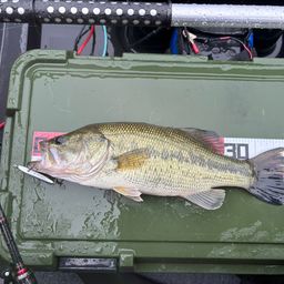 ラージマウスバス