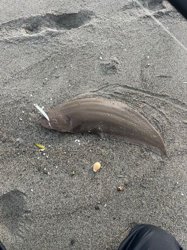 シタビラメ