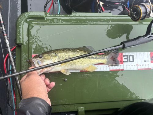 ラージマウスバスの釣果