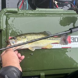 ラージマウスバス