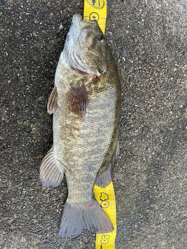 スモールマウスバス