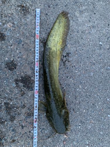 ニホンナマズの釣果