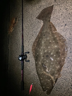 ヒラメの釣果