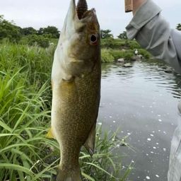 スモールマウスバス