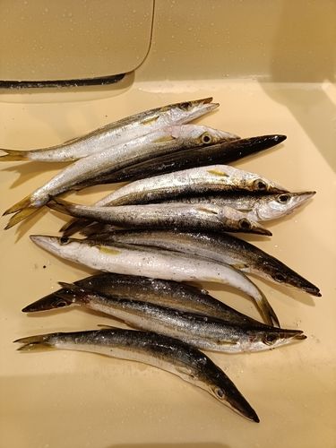 カマスの釣果