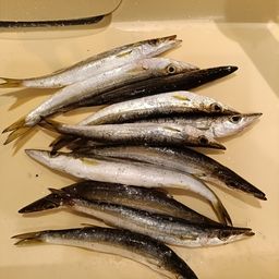 カマス