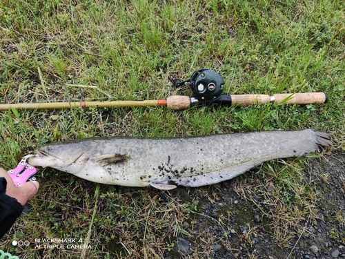 ナマズの釣果