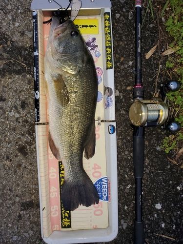 ラージマウスバスの釣果