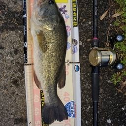 ラージマウスバス