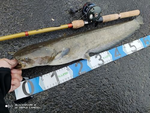 ナマズの釣果