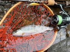 アマゴの釣果