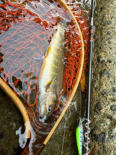 イワナの釣果
