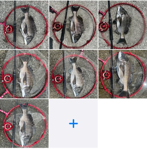 チヌの釣果