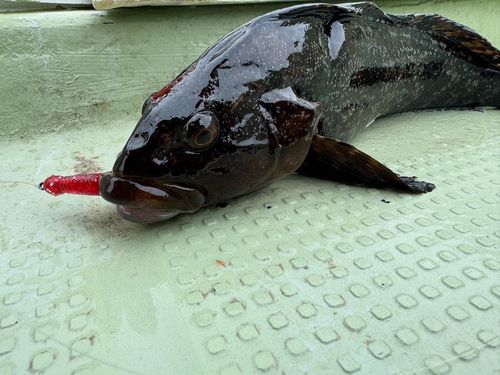 アイナメの釣果