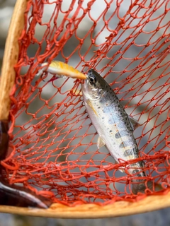 アマゴの釣果
