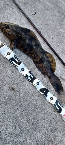 アイナメの釣果