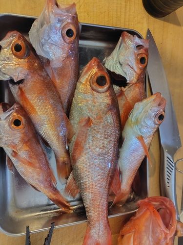 アカムツの釣果