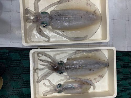 アオリイカの釣果