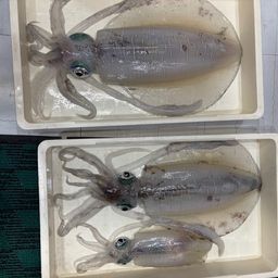 アオリイカ