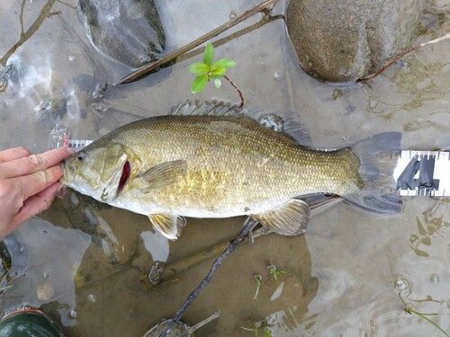 スモールマウスバスの釣果