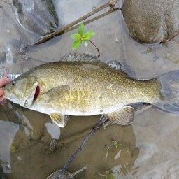 スモールマウスバス