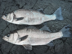 ヒラスズキの釣果