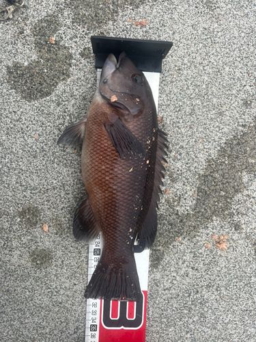 カンダイの釣果