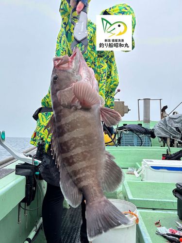 マハタの釣果