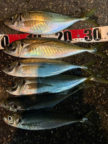 アジの釣果