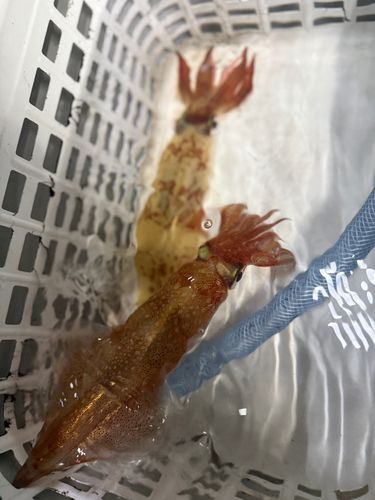 ケンサキイカの釣果