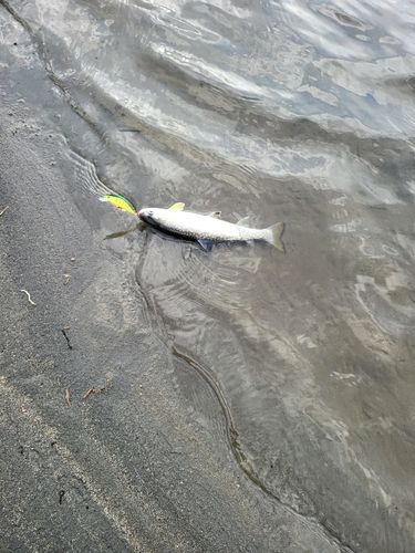 アメマスの釣果