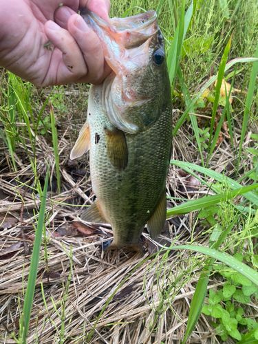 ブラックバスの釣果