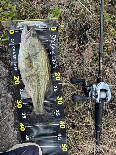 ブラックバスの釣果