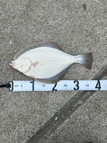 イシガレイの釣果