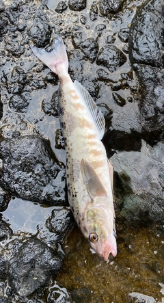 ホッケの釣果