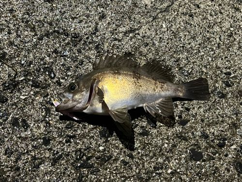 シロメバルの釣果