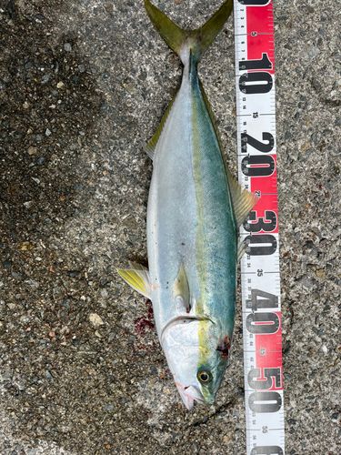 ハマチの釣果