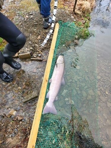 イトウの釣果