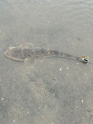 マゴチの釣果