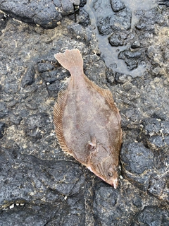 カレイの釣果
