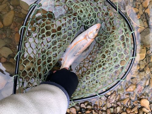 ウグイの釣果