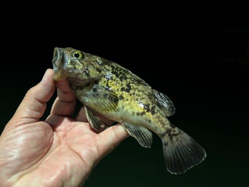 クロソイの釣果