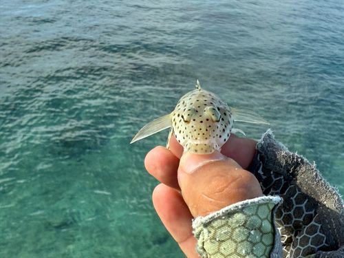 オグロトラギスの釣果
