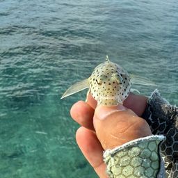 オグロトラギス