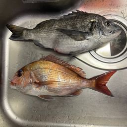 マダイ