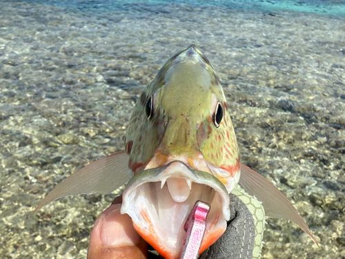 アミメフエダイの釣果