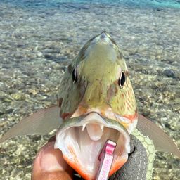 アミメフエダイ