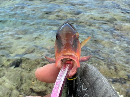 オジサンの釣果