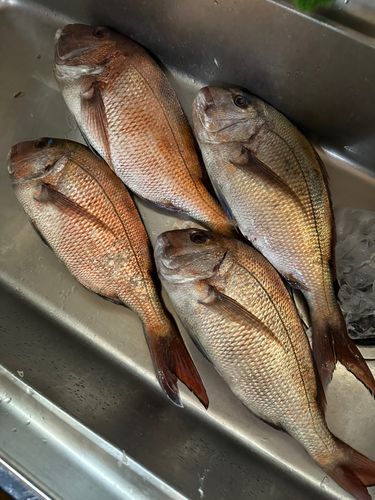 マダイの釣果